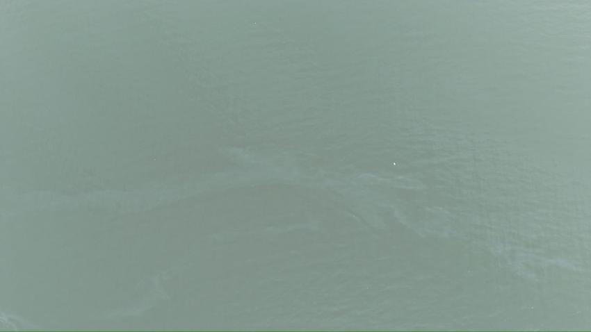 İZMİR KÖRFEZİ YEŞİLE BÜRÜNDÜ. CANLILAR ÖLÜYOR