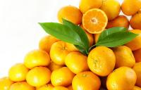 SATSUMA MANDALİN YOLA ÇIKIYOR
