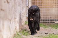 JULIET İZMİR'DE YAŞAMINI YİTİRDİ